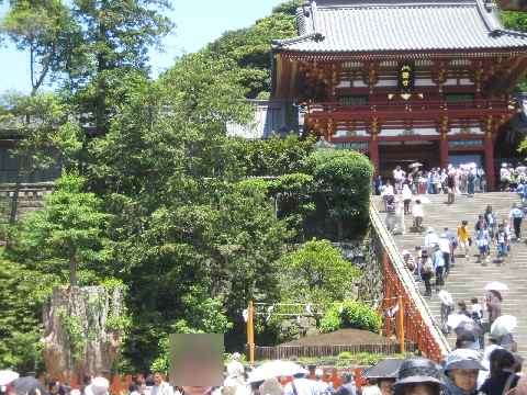 【早すぎた東慶寺の花々と鶴岡八幡宮の大銀杏】_b0009849_0245038.jpg