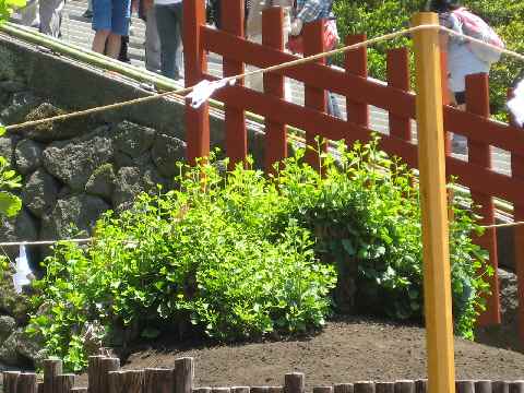 【早すぎた東慶寺の花々と鶴岡八幡宮の大銀杏】_b0009849_0515190.jpg