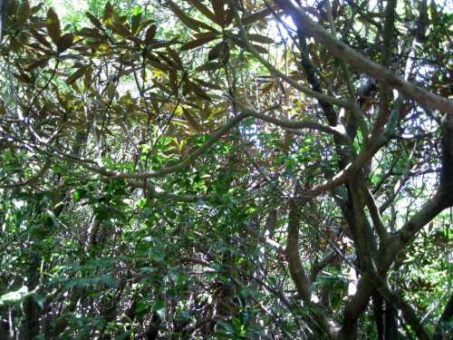 c0179351_18165737.jpg