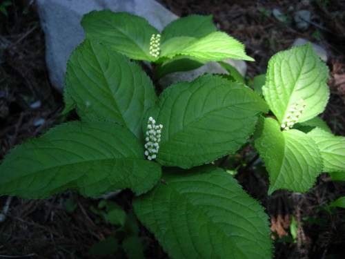 c0179351_18223125.jpg