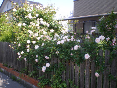 e0128656_2151743.jpg