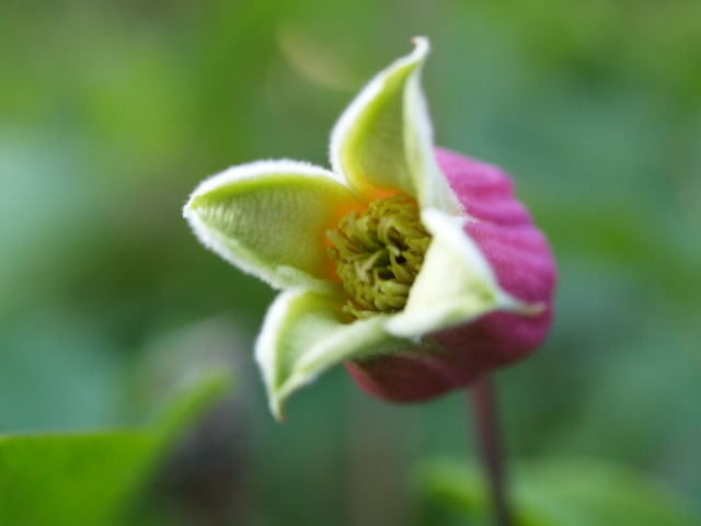 e0105760_55626.jpg