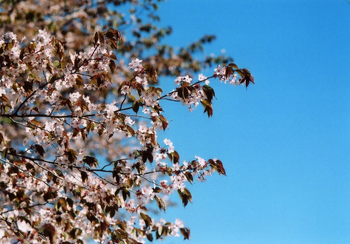  *SAKURA2010*　～大夕張に咲く～ _d0140869_1825996.jpg