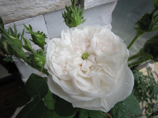 c0202870_835151.jpg