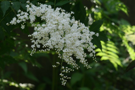 初夏の花　７種_c0144185_1535369.jpg