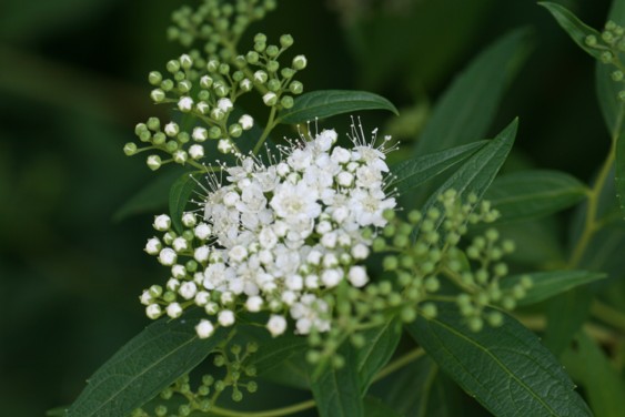 初夏の花　７種_c0144185_15484767.jpg