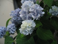 「ハクトヤの古道具とあじさい展」 第一週目 Ⅱ_f0226293_13554875.jpg