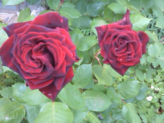 ほととぎす、芒種_e0068696_17325279.jpg