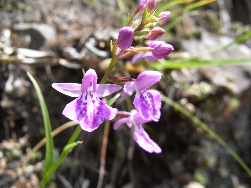 f0187402_18353024.jpg