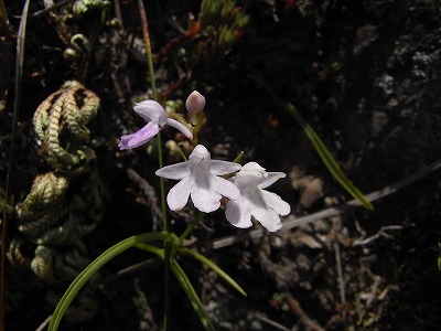 f0187402_1836479.jpg