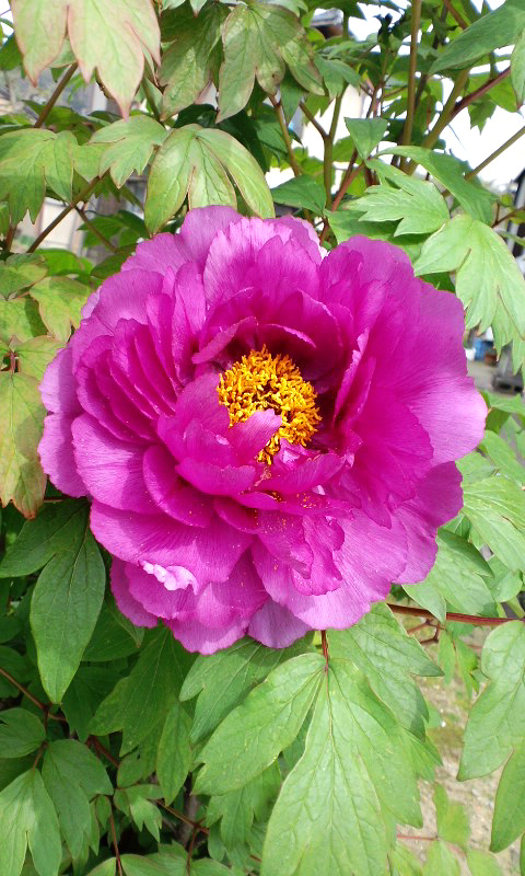 d0093903_22481610.jpg