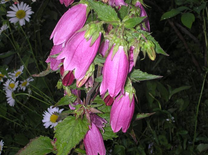 c0156104_2359245.jpg