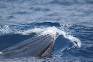 クジラのジャンプは鳥肌モノ！！_f0048405_15585293.jpg