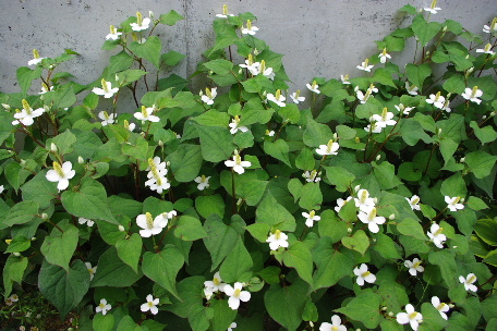 c0056707_943260.jpg