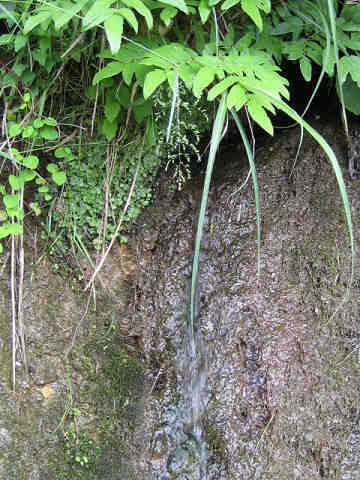 水もシタタルゥ~・・・・_d0135908_1236816.jpg