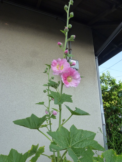                              今朝のお散歩と　素敵な頂き物_c0097309_1902262.jpg