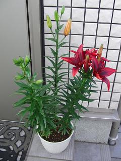 c0201113_20464278.jpg