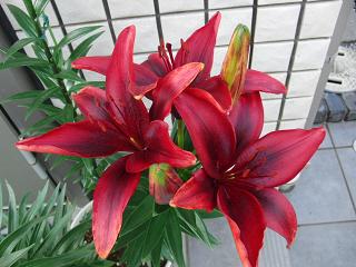 c0201113_20471331.jpg