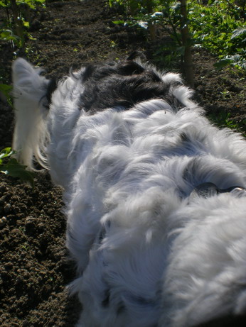 c0124619_445246.jpg