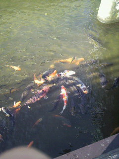 こい_e0124021_6472930.jpg