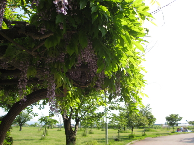 藤：東公園（黒石市）*2010.06.06_b0147224_19322350.jpg