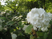 藤：東公園（黒石市）*2010.06.06_b0147224_1945196.jpg