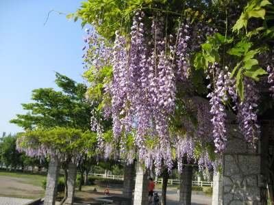 藤：東公園（黒石市）*2010.06.06_b0147224_19465361.jpg