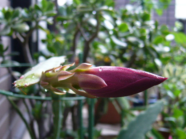 d0000324_1082930.jpg