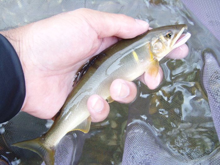 風は涼しいけど鮎釣り日和！_f0103126_18525943.jpg