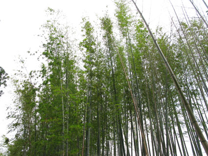 夏草花園_f0129726_22473212.jpg