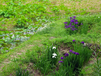 夏草花園_f0129726_22503548.jpg
