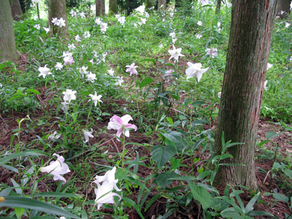 夏草花園_f0129726_22531450.jpg