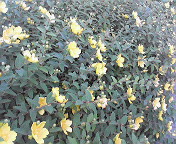 c0141431_22361023.jpg