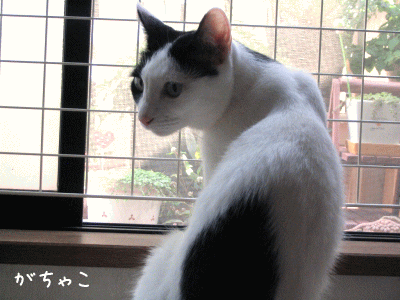a0166338_18302715.gif