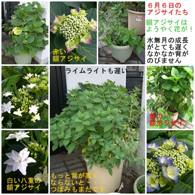 紫陽花の挿し木 晴れときどきドキドキうきうき 紫陽花の挿し木 晴れときどきドキドキうきうき