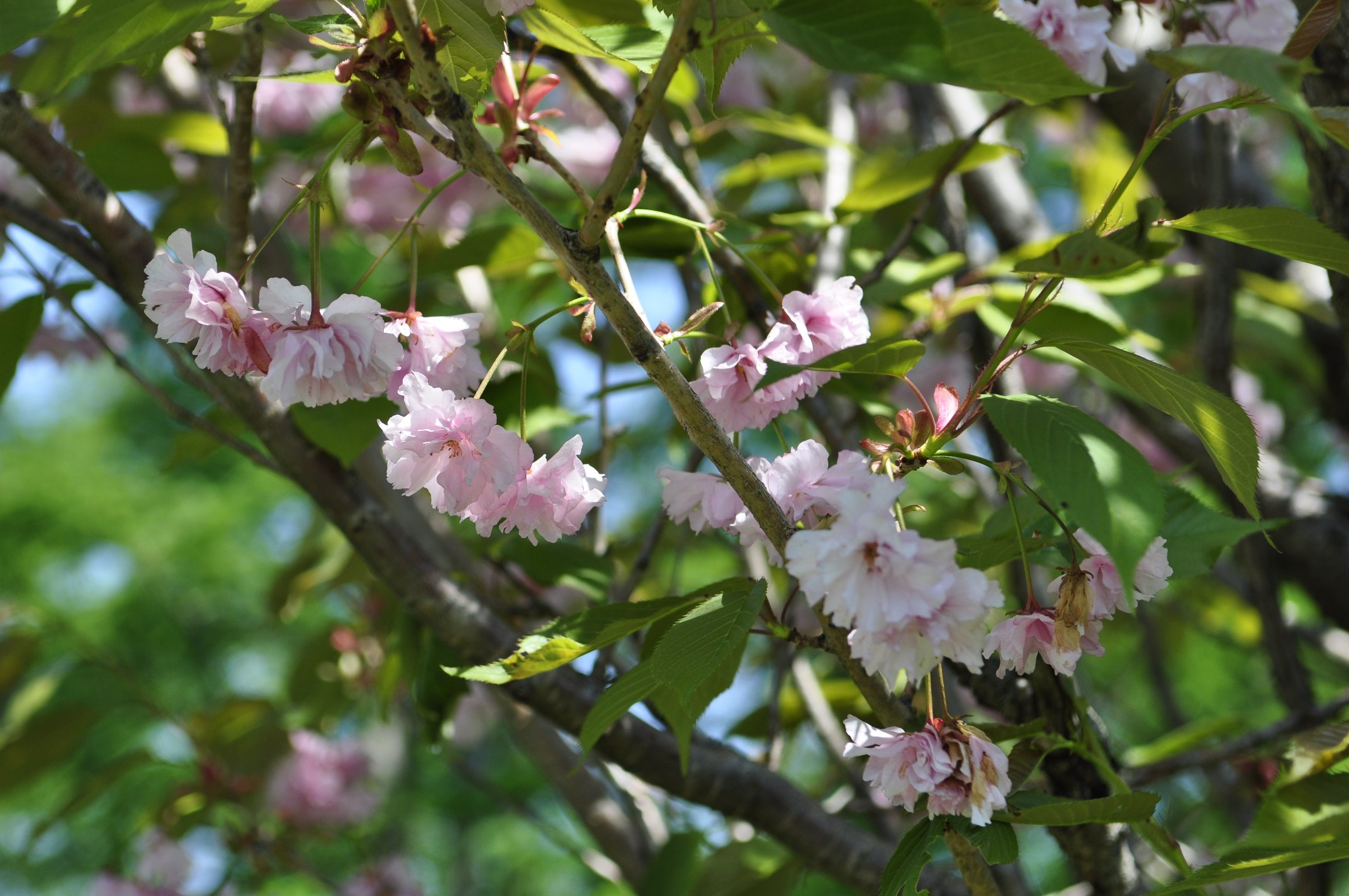 名残りの桜　と　蝉の声_f0236843_11184072.jpg