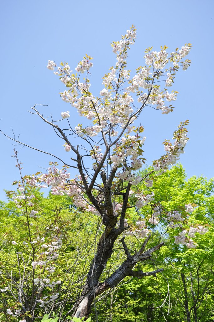名残りの桜　と　蝉の声_f0236843_11185326.jpg
