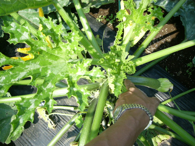 c0222448_11263485.jpg
