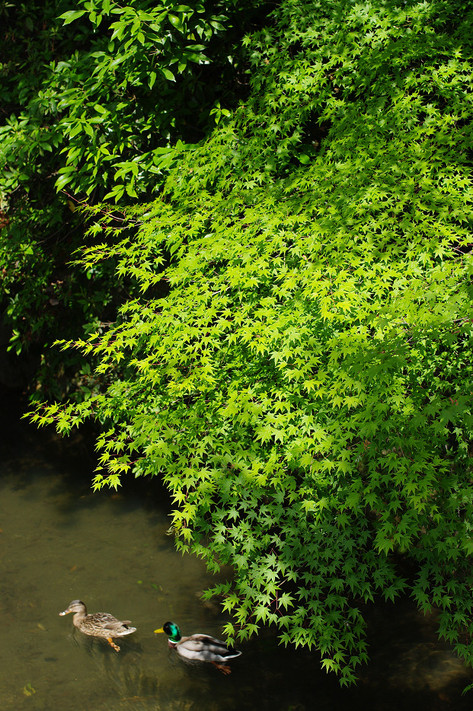 f0152550_1785573.jpg