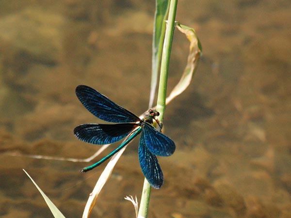 c0045352_2071296.jpg