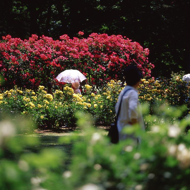 公園の薔薇・・・_f0169053_16531287.jpg