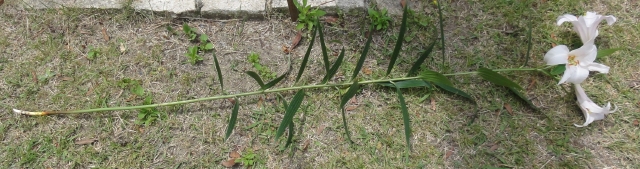 c0108460_21321157.jpg