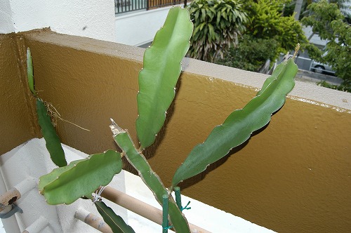 c0180460_11243078.jpg