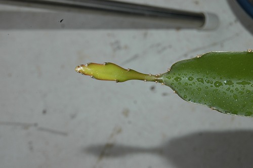 c0180460_11251031.jpg