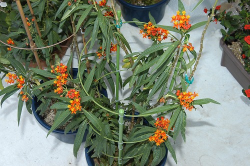 c0180460_11265917.jpg