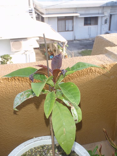 c0180460_1175449.jpg