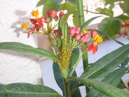 c0180460_1185330.jpg