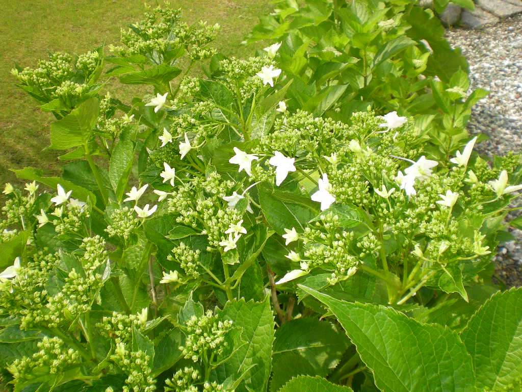 2010年6月6日(日)哀愁の後姿!_f0060461_1014445.jpg