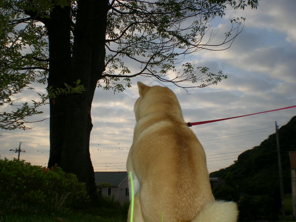 2010年6月6日(日)哀愁の後姿!_f0060461_1085950.jpg