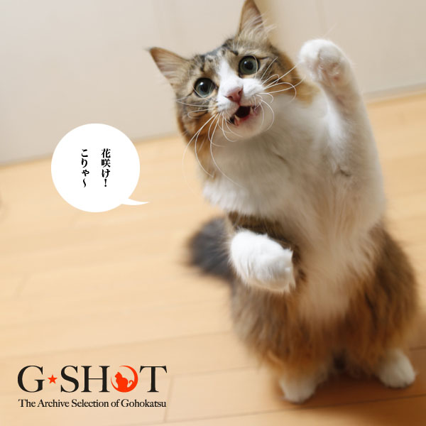 花咲かにゃんこ ご褒美はかつお節で 旧館